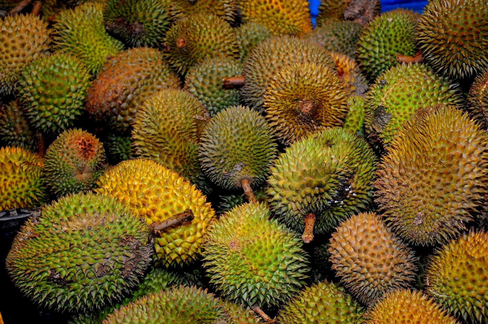 Rahsia Tanaman Durian  Durio zibethinus 