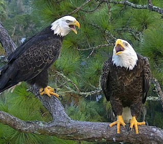 Help Sustain Wildlife, Bald Eagles, Wildlife Conservation