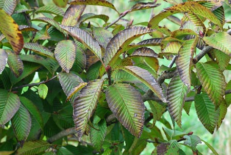 Рябина мелиосмолистная (Sorbus meliosmifolia)