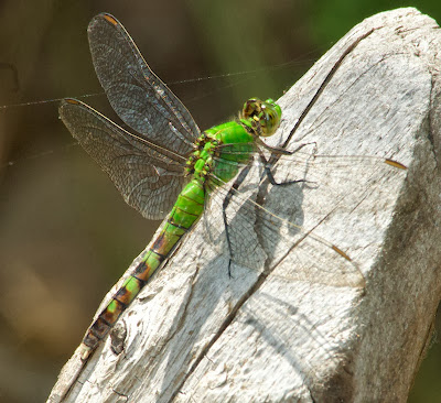 Eastern Pondhawk (Erythemis simplicicollis)