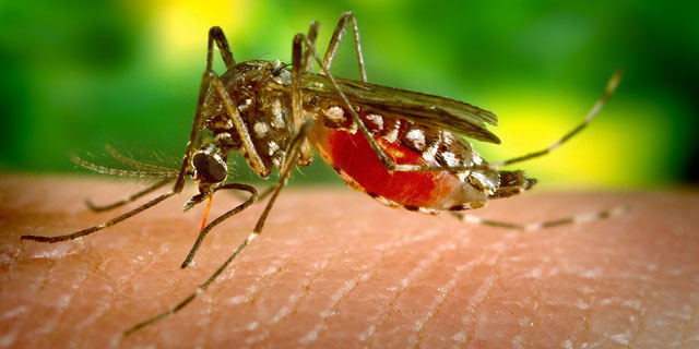 Virus Zika