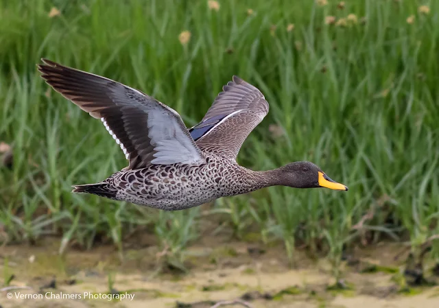 Yellow-Billed Duck in Flight : Birds in Flight Photography and Auto ISO