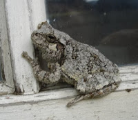 Gray Tree Frog