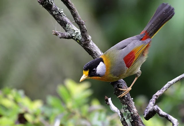 Silver-eared Mesia Feeding Moth Series