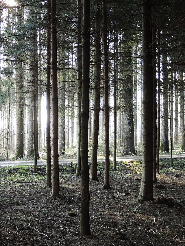 Bouillon: into the woods