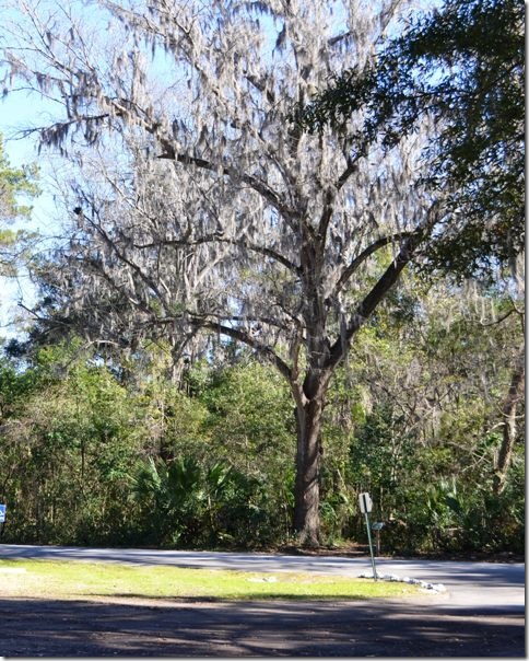 blufftontrees13