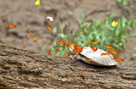 Amazonian Butterflies Drink Turtle Tears