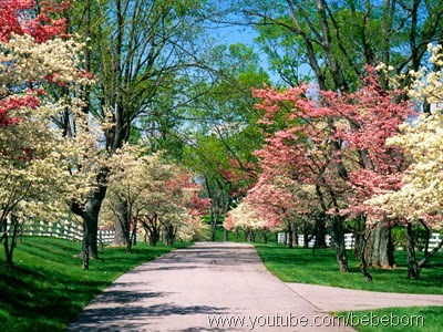 Arvores da primavera