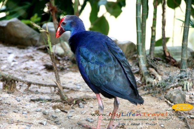 Langkawi Wildlife Park