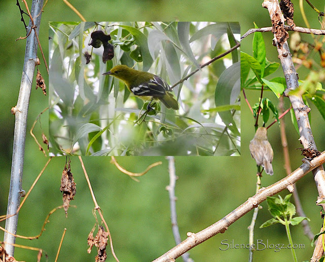 Common Iora - birding activity Majlis daerah hulu selangor