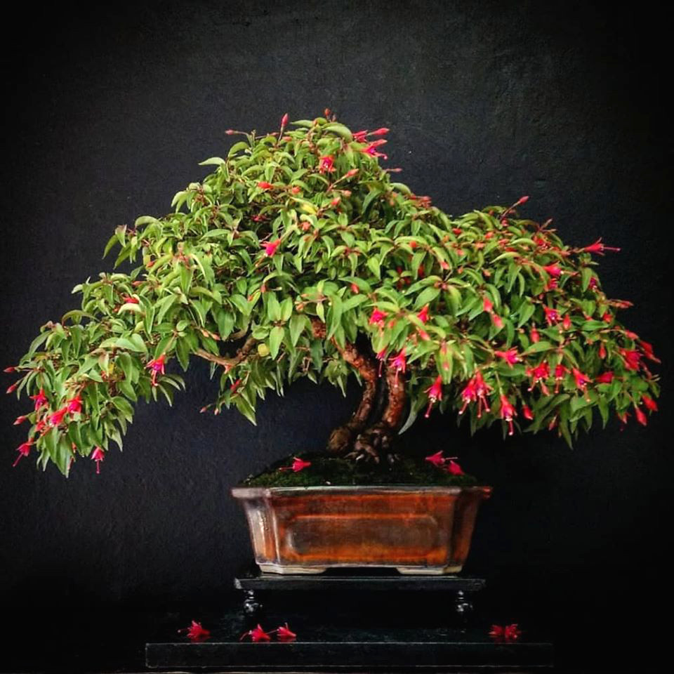 Gambar Bonsai Lampion (anting india)