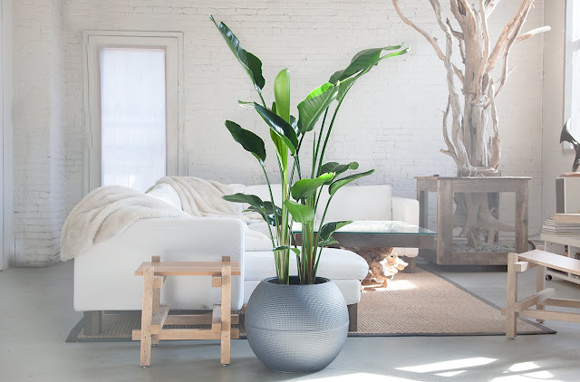 White Bird Of Paradise Houseplant