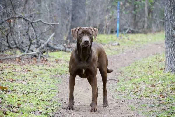 14 Facts About Labrador Retriever