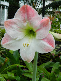Apple Blossom Amaryllis Hippeastrum Allan Gardens Conservatory by garden muses-not another Toronto gardening blog