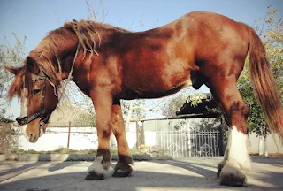Giants of the Equine global: A have a look at the arena's most effective Horse Breeds