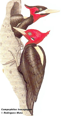 Magellanic Woodpecker