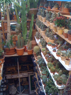 Amsterdam Flower Market, plants, succulents, cacti, cactus