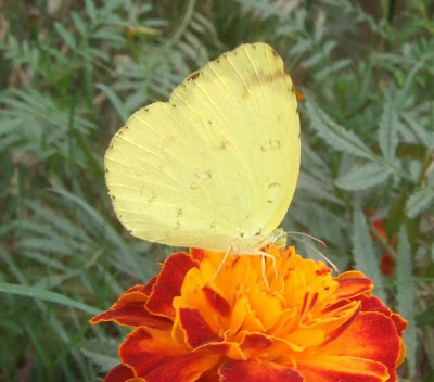 Common grass yellow butterfly