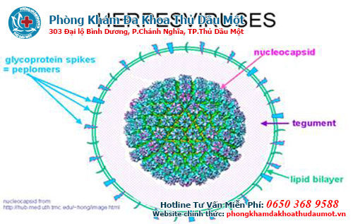 Một số nét về virus HSV