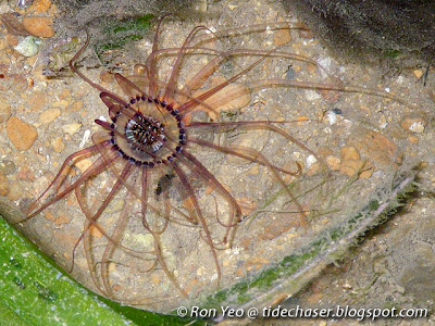 Tube Anemone (Order Ceriantharia)