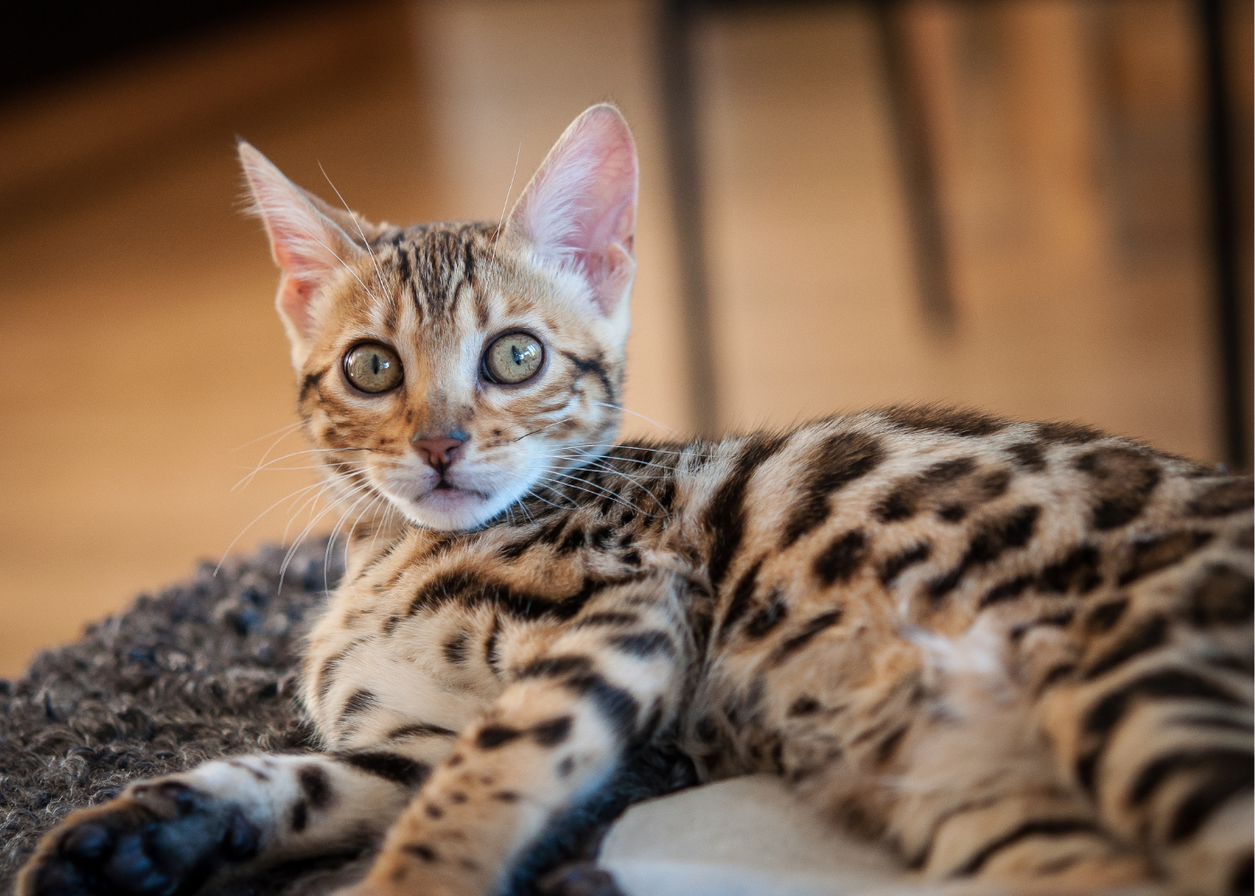 Bengal cat - Adorable miniature "jaguar"