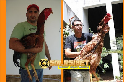 Indio Gigante, Ayam Tertinggi di Dunia