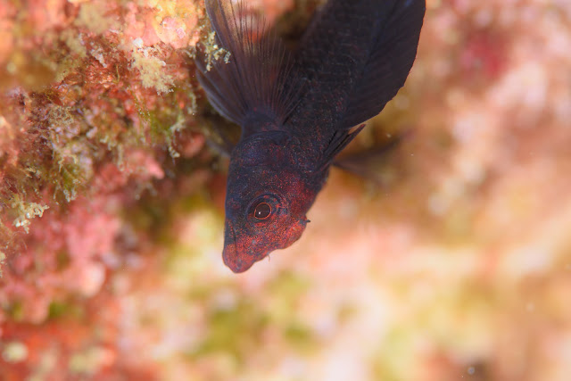 nikon-d810-105mm-f2.8-macro-underwater-photography-scubadiving-南越前ダイビングパーク-ニコン-マクロ-水中写真-スキューバダイビング