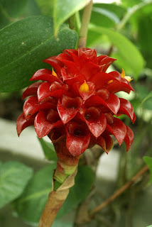 Costus comosus - Coste chevelu