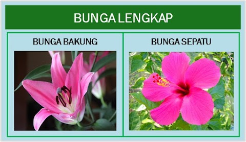 contoh bunga betina