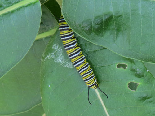 monarch caterpillar