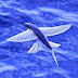 Flying Fish|Misterious Flying Fish|Incredible Flying Fish| Exocoetidae