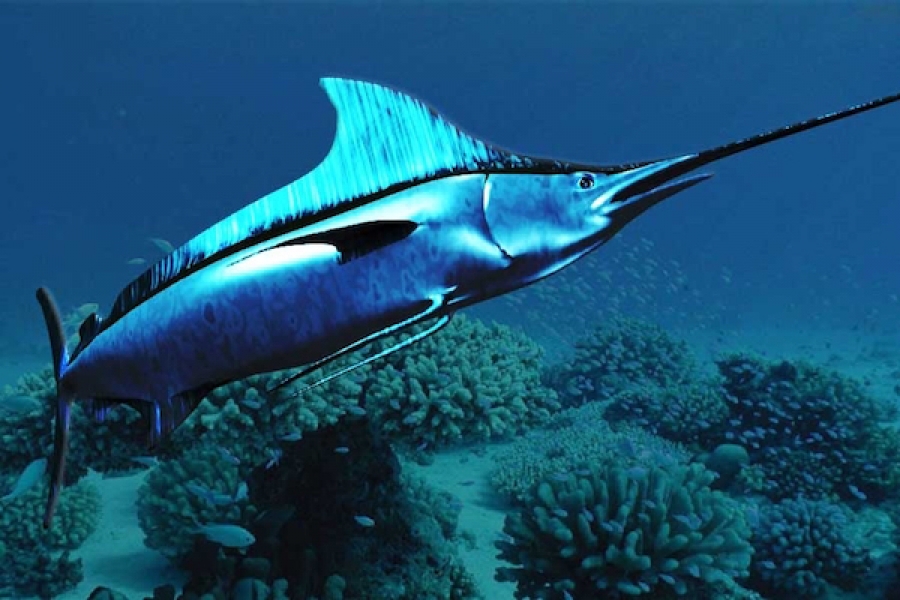 Mengenal Ikan  Sori Atau Ikan  Marlin 