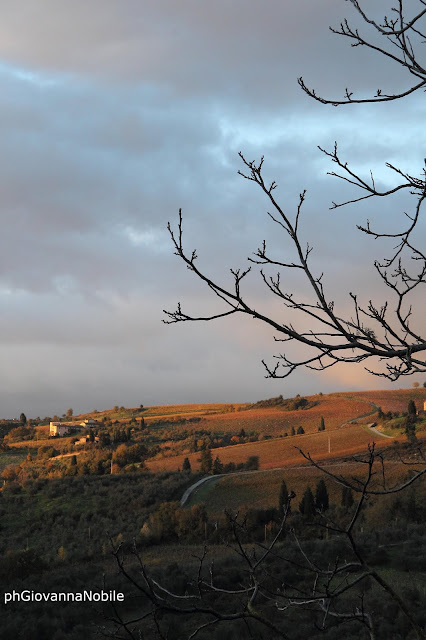 La Pieve, la campagna toscana, l'olio novello e la magnifica cucina del luogo