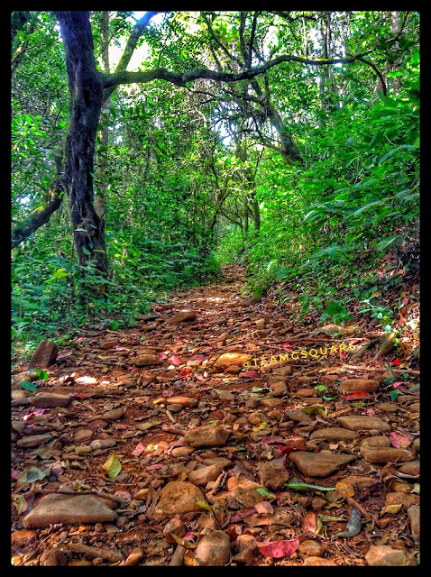 Trekking in Chikmagalur