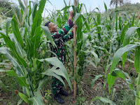 Untuk Mengetahui Perkembangan Jagung, Anggota Kodim Tegal Terus Lakukan Pengukuran Tanaman Jagung 