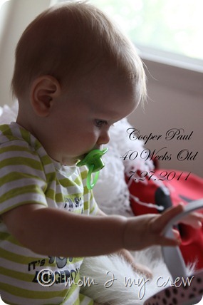 40 weeks old