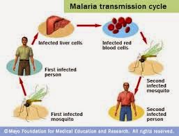 COMMUNICABLE AND NON COMMUNICABLE DISEASE: Malaria in Malaysia