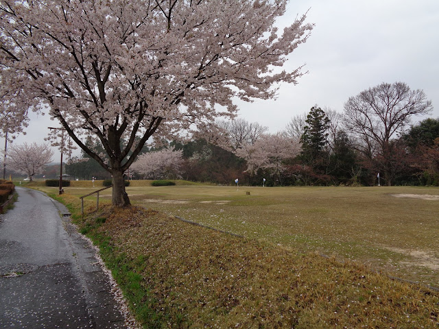 伯耆町総合スポーツ公園のソメイヨシノ桜