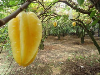 perkebunan Belimbing Dewa di Depok