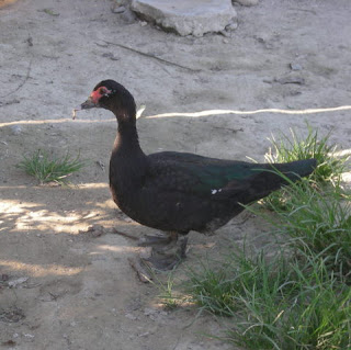 Black duck, Tripoli, Honduras