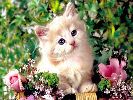 Cute Cat with Flowers