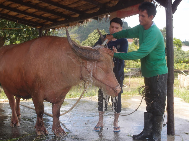 buffalo bath time