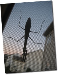 Bugs 005