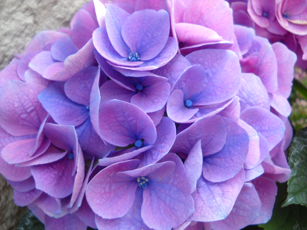 Glimpses Of Japan Ajisai Hydrangea The Summer Flower