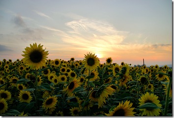 Sunflower_Field_by_Vukar