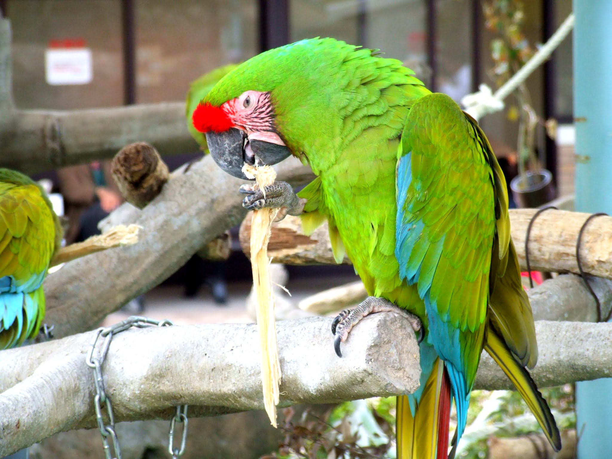 緑の鮮やかな被毛が美しい、オウム目インコ科のミドリコンゴウインコというオウムの写真素材です。