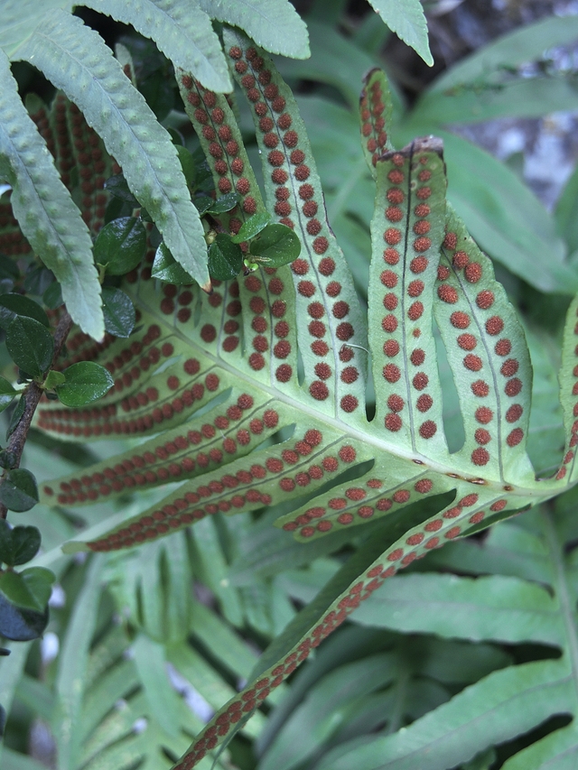 Nice: De exotische tuin van Eze