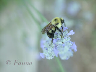 Lavender and Bee