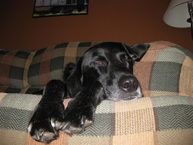 max, lab, asleep on the couch