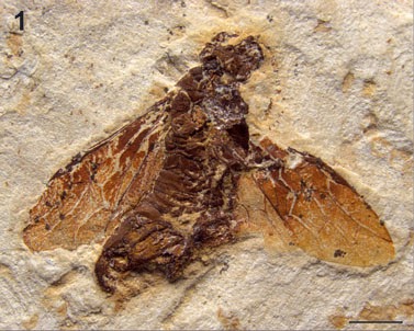 http://sciencythoughts.blogspot.co.uk/2013/05/an-early-woodwasp-from-early-cretaceous.html